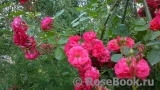 Excelsa Excelsa