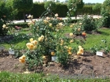 Crown Princess Margareta® Crown Princess Margareta®