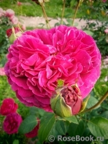 Falstaff® Falstaff®