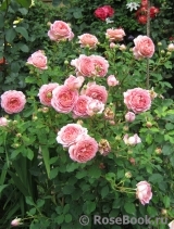 Jubilee Celebration® Jubilee Celebration®