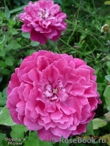 Sophy’s Rose Sophy’s Rose