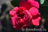 Darcey Bussell Darcey Bussell