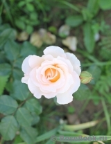 Poustinia Poustinia