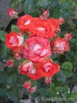Blush Blush