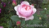 The Alnwick Rose The Alnwick Rose