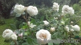 Blanche Moreau Blanche Moreau