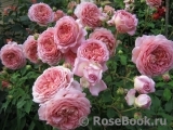 Jubilee Celebration® Jubilee Celebration®