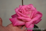 Rose Gaujard Rose Gaujard