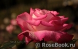 Rose Gaujard Rose Gaujard