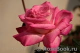 Rose Gaujard Rose Gaujard