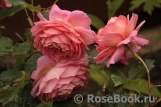 Jubilee Celebration® Jubilee Celebration®