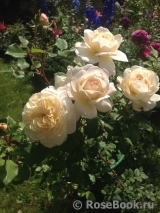 Crocus Rose® Crocus Rose®
