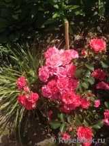 Coral Drift ® Coral Drift ®