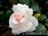 Aspirin Rose Aspirin Rose