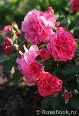 Rosarium Uetersen