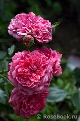 Rosarium Uetersen Rosarium Uetersen