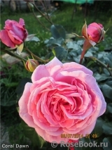 Coral Dawn Coral Dawn