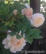 Crocus Rose® Crocus Rose®
