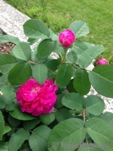 Rose de Rescht Rose de Rescht