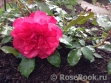 Rosarium Uetersen Rosarium Uetersen