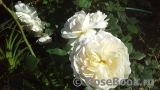Crocus Rose® Crocus Rose®