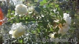 Crocus Rose® Crocus Rose®