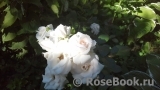 Aspirin Rose Aspirin Rose