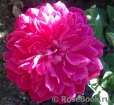Sophy’s Rose Sophy’s Rose