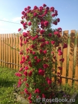 Excelsa Excelsa