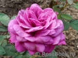 Heidi Klum Rose Heidi Klum Rose