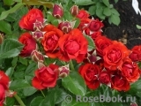 Baby Baccara ® Baby Baccara ®