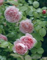 Strawberry Hill Strawberry Hill