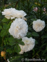 Colonial White Colonial White