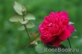 Sophy’s Rose Sophy’s Rose