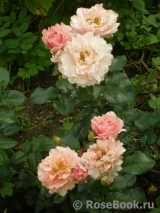 Twiggy’s Rose Twiggy’s Rose