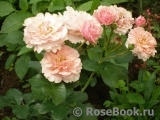 Twiggy’s Rose Twiggy’s Rose