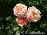 Twiggy’s Rose Twiggy’s Rose