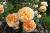 Crown Princess Margareta® Crown Princess Margareta®