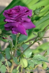 Parfum de Reve Parfum de Reve