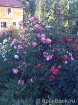 Coral Dawn Coral Dawn