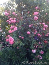 Coral Dawn Coral Dawn