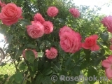 Rosanna Rosanna