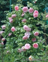 Strawberry Hill Strawberry Hill