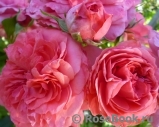 Rosarium Uetersen Rosarium Uetersen