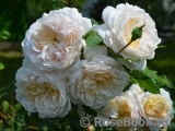 Crocus Rose® Crocus Rose®