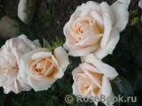 Lions Rose Lions Rose