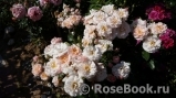 Twiggy’s Rose Twiggy’s Rose