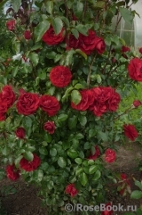 Amadeus Amadeus