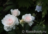 Great North Eastern Rose Great North Eastern Rose