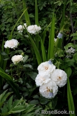 Great North Eastern Rose Great North Eastern Rose